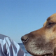 Elvis and a co-star contemplate life in Live a Little, Love a Little. Image: Shazamaholic